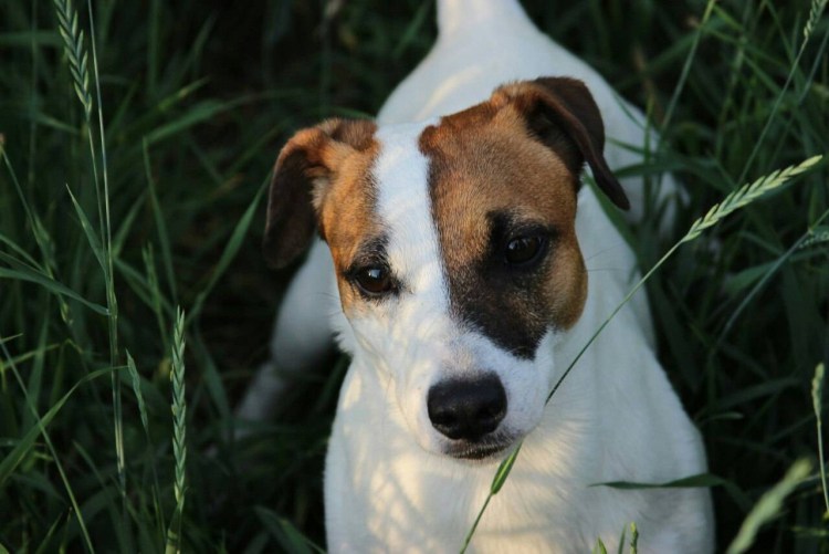 Уши Джек Рассел терьера