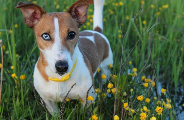 Корги и Джек Рассел