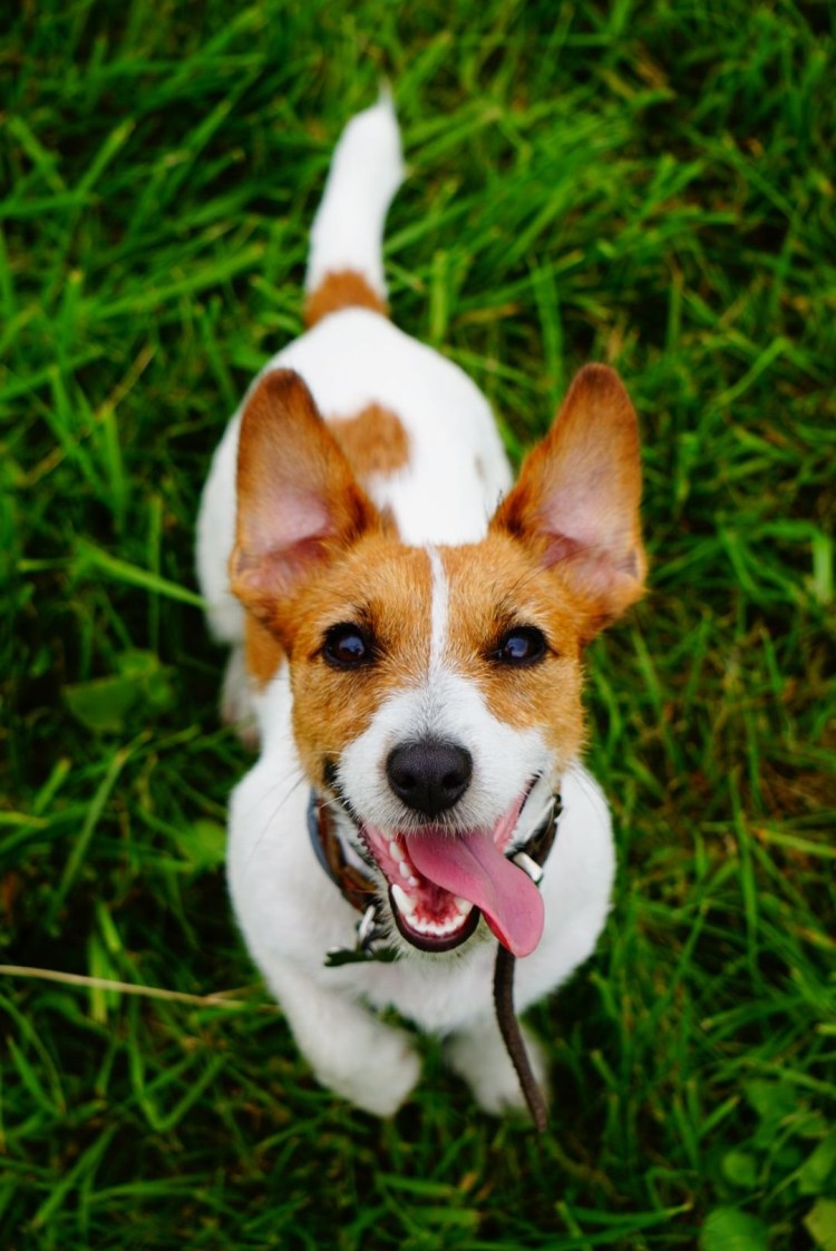 Уши гладкошерстного фокстерьера