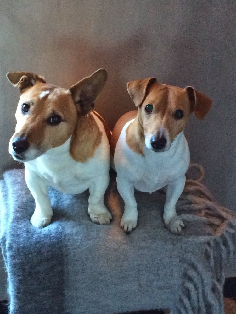 Джек Рассел Пойнтер