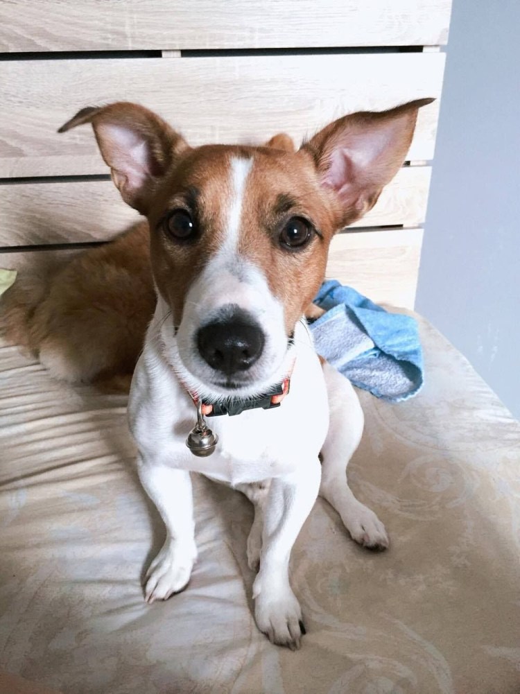 Парсон-Рассел-терьер со стоячими ушами