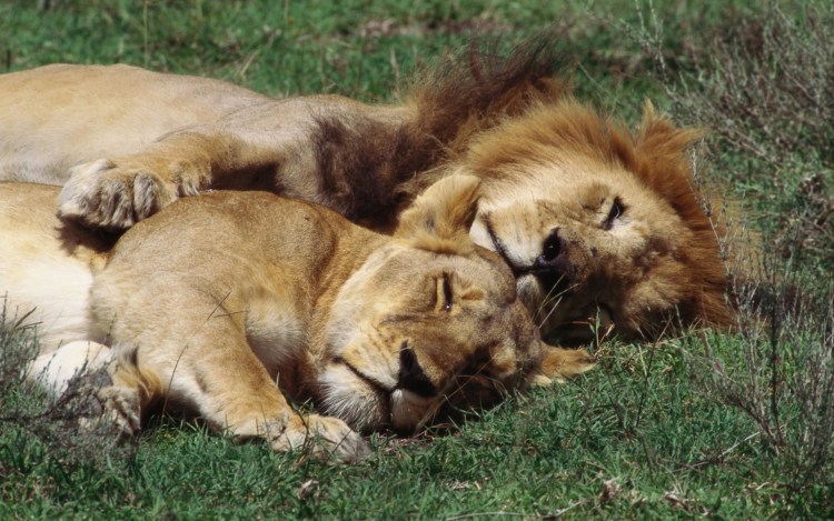 Лев обнимает львицу