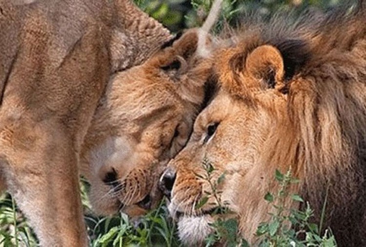 Львы обнимаются