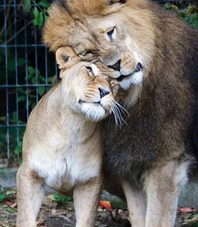 Страстная львица