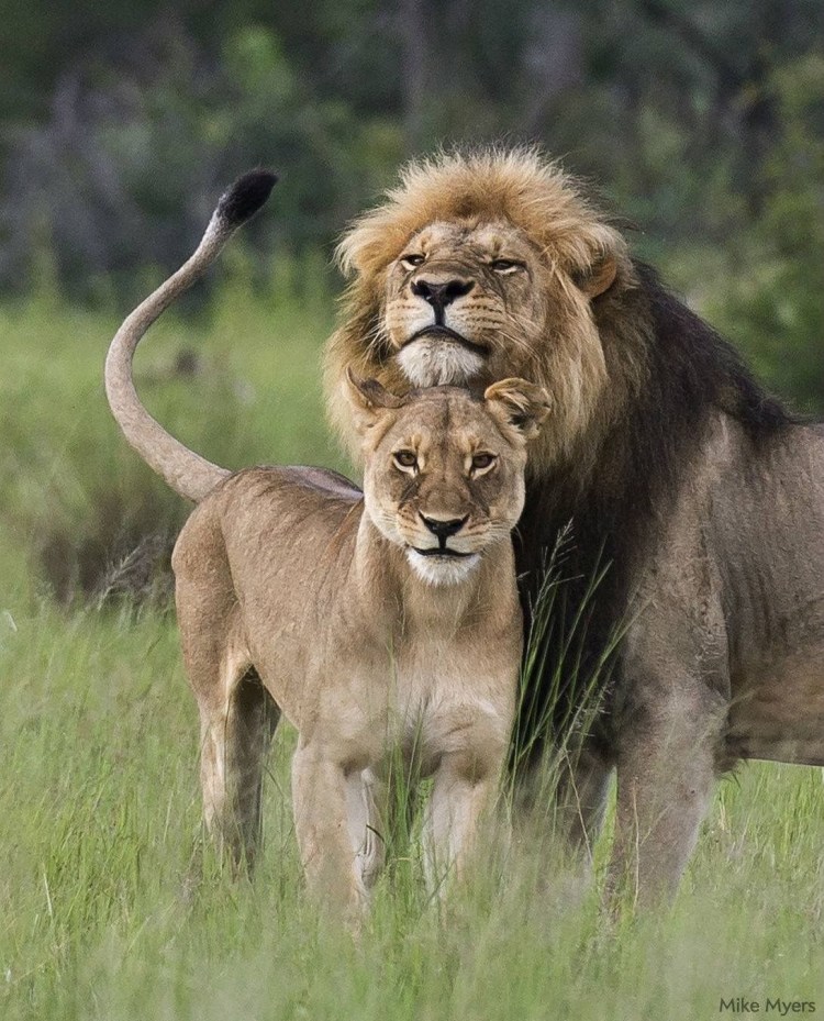 Львы спят в обнимку