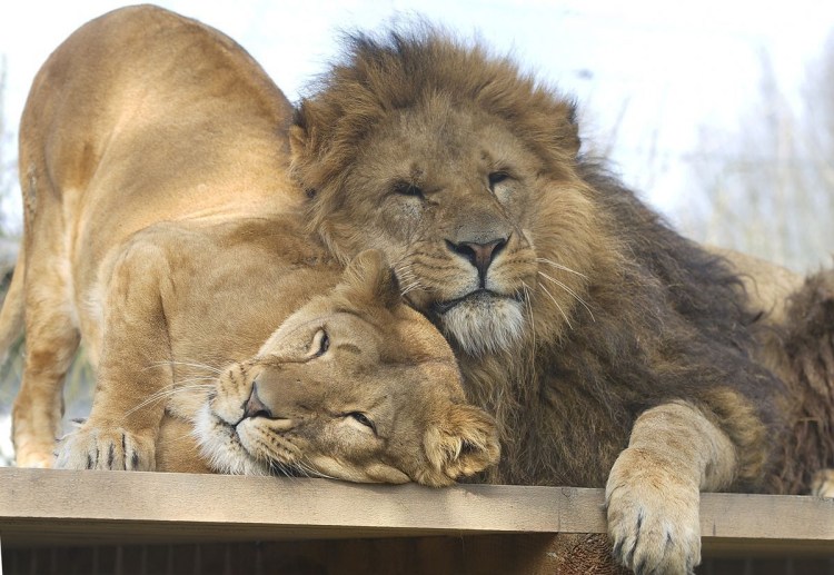 Лев скучает по львице