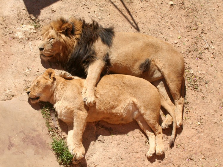 Картина "Лев"