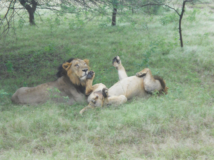 Львы спят в обнимку