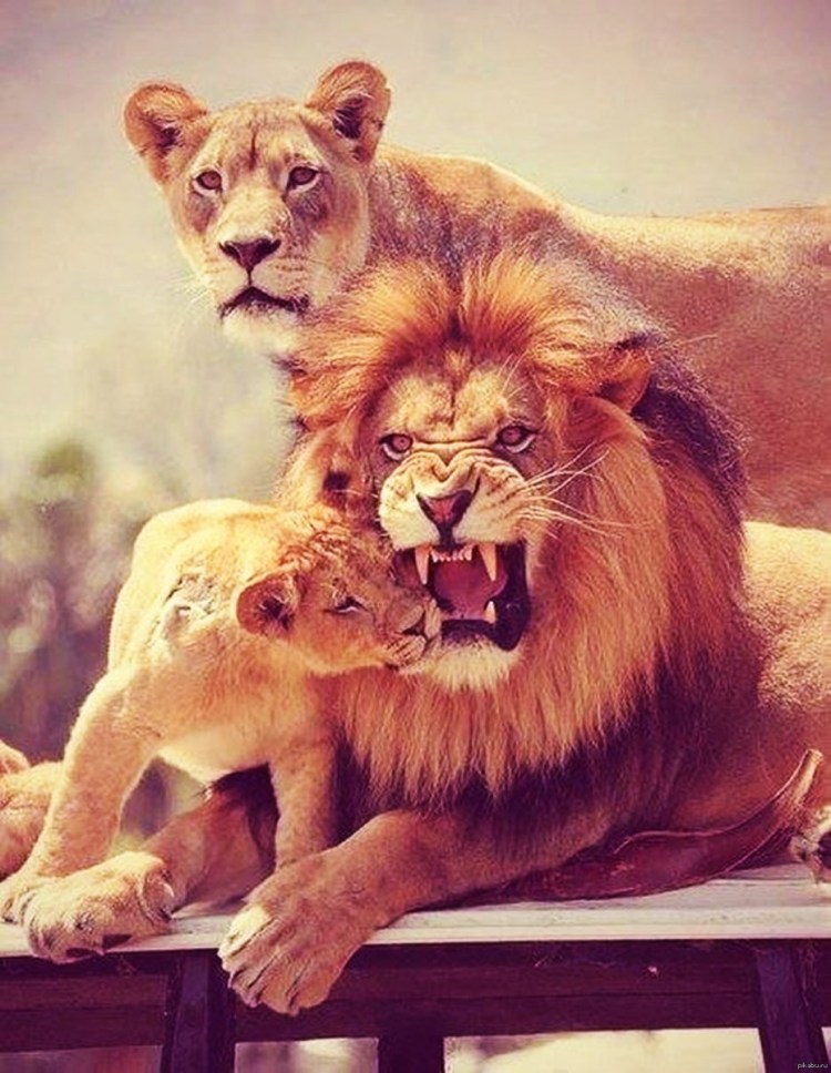 Влюбленные львы