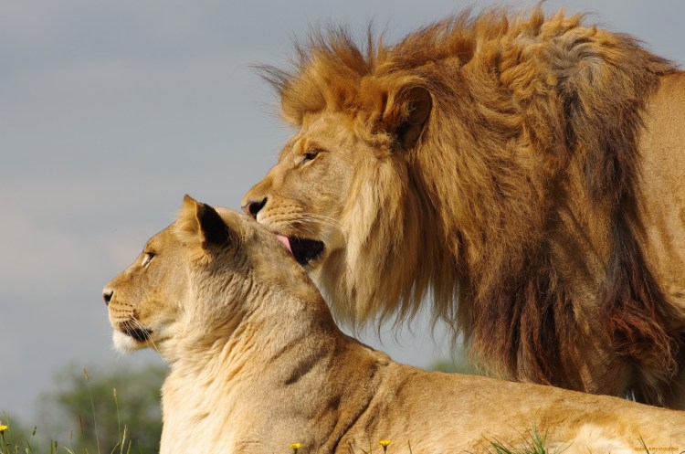 Лев и львица отношения