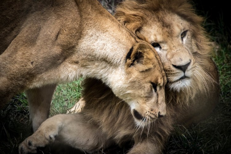 Животная любовь