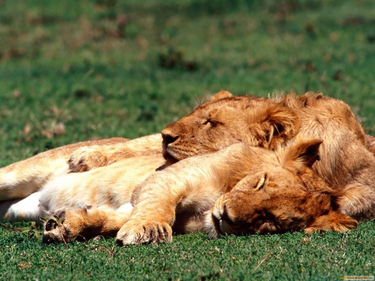 Лев и львица