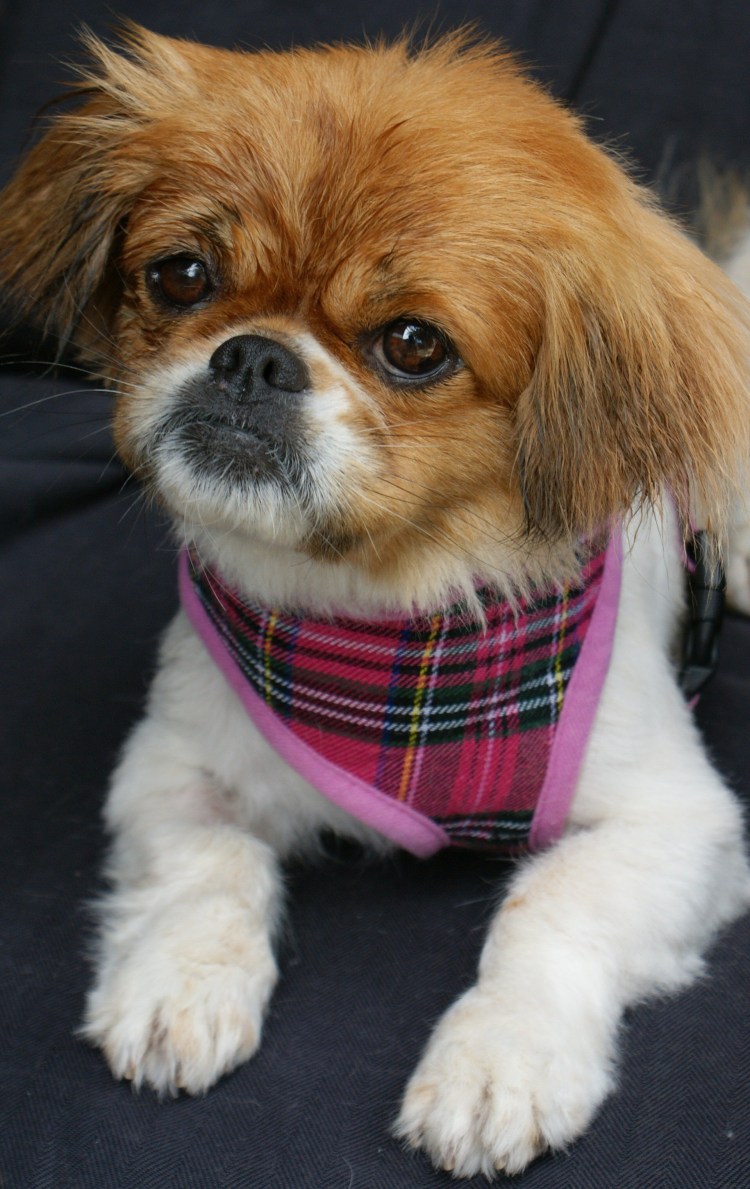 Улыбка пекинеса