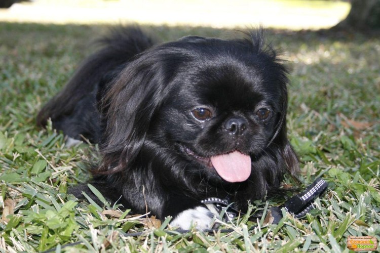 Собака Пекинес