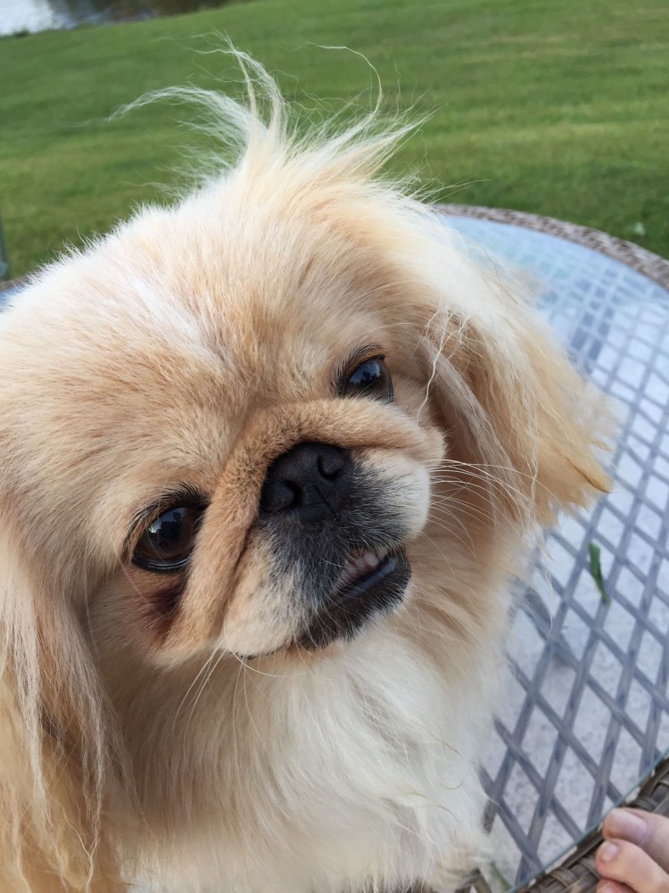 Порода Пекинес