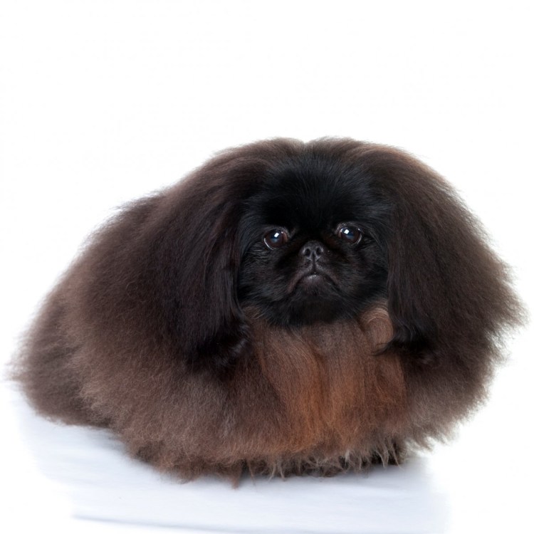 Собака Пекинес