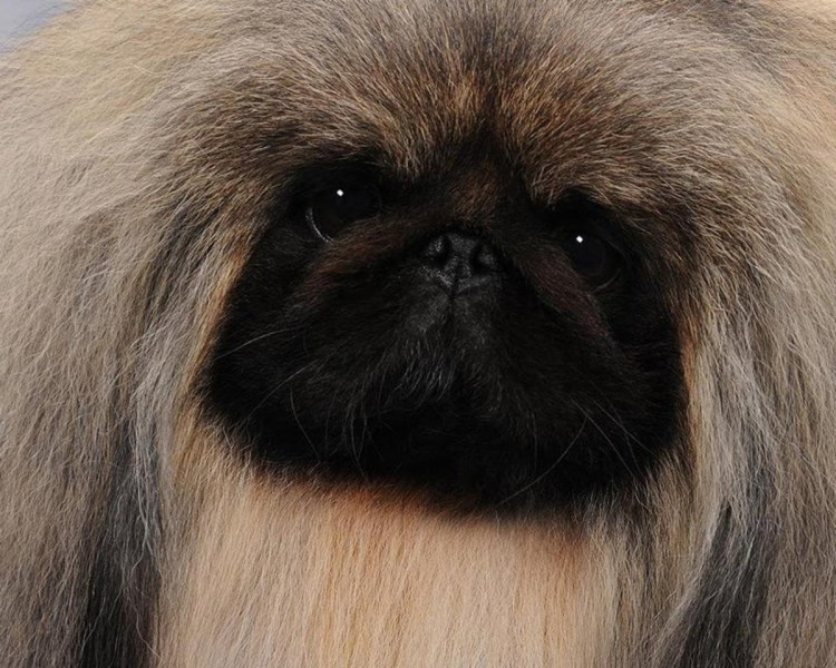 Порода собак Пекинес