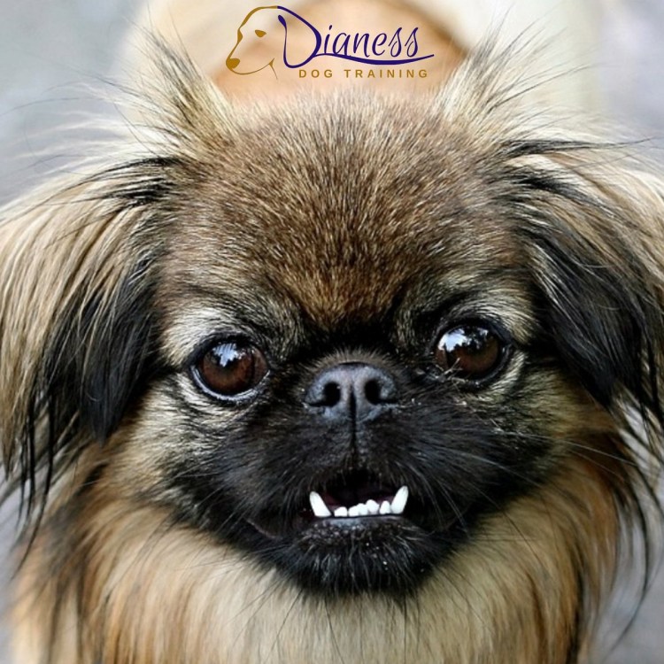 Императорский Пекинес белый