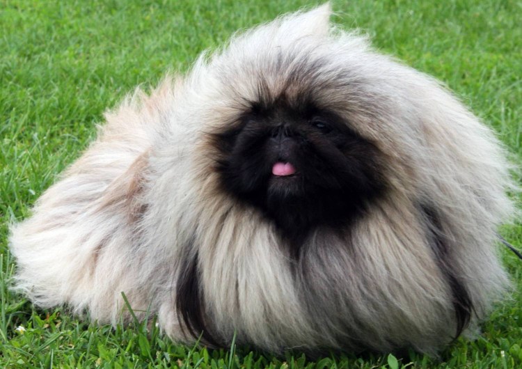 Пекинес Императорская собака