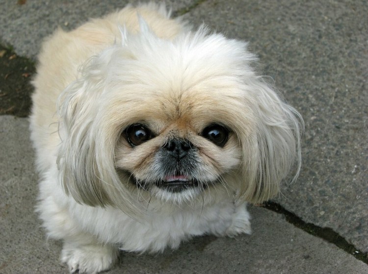 Императорский Пекинес