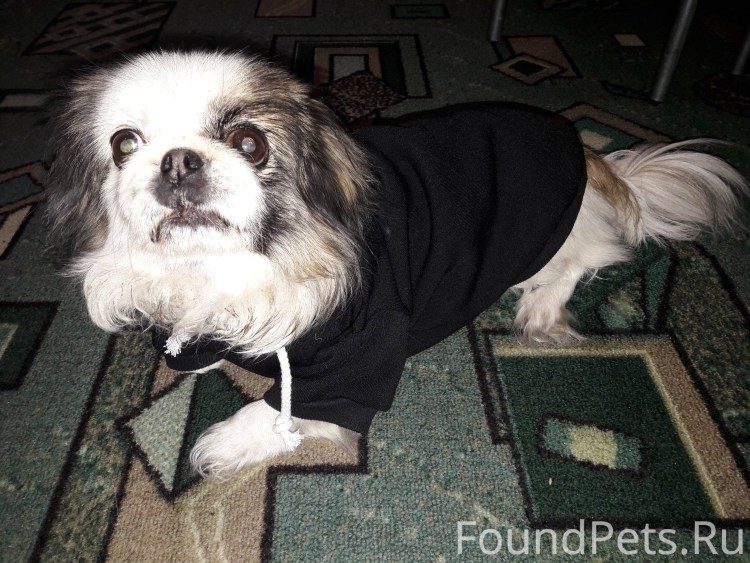 Порода собак Пекинес