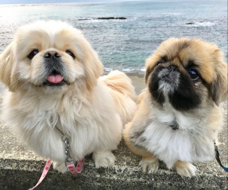 Пекинес гладкошерстный Королевский