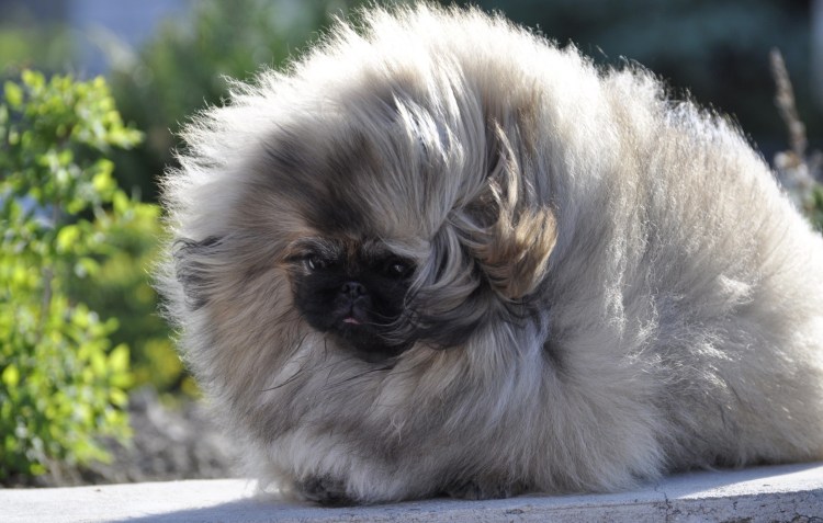 Порода собак Пекинес