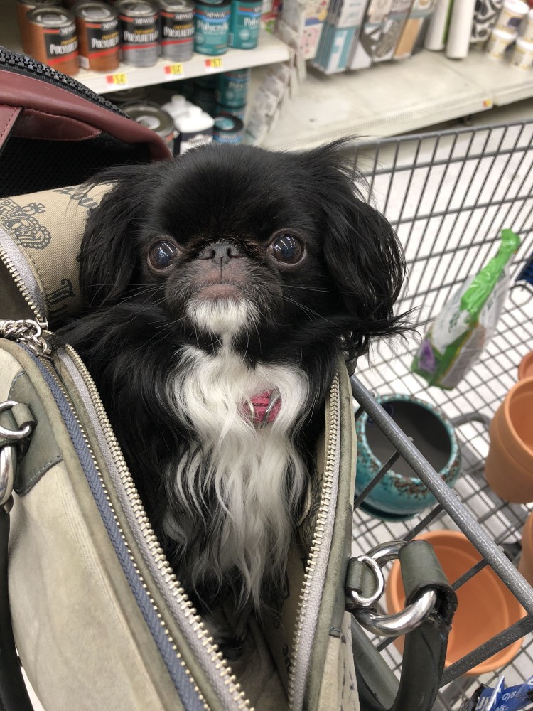 Императорский Пекинес