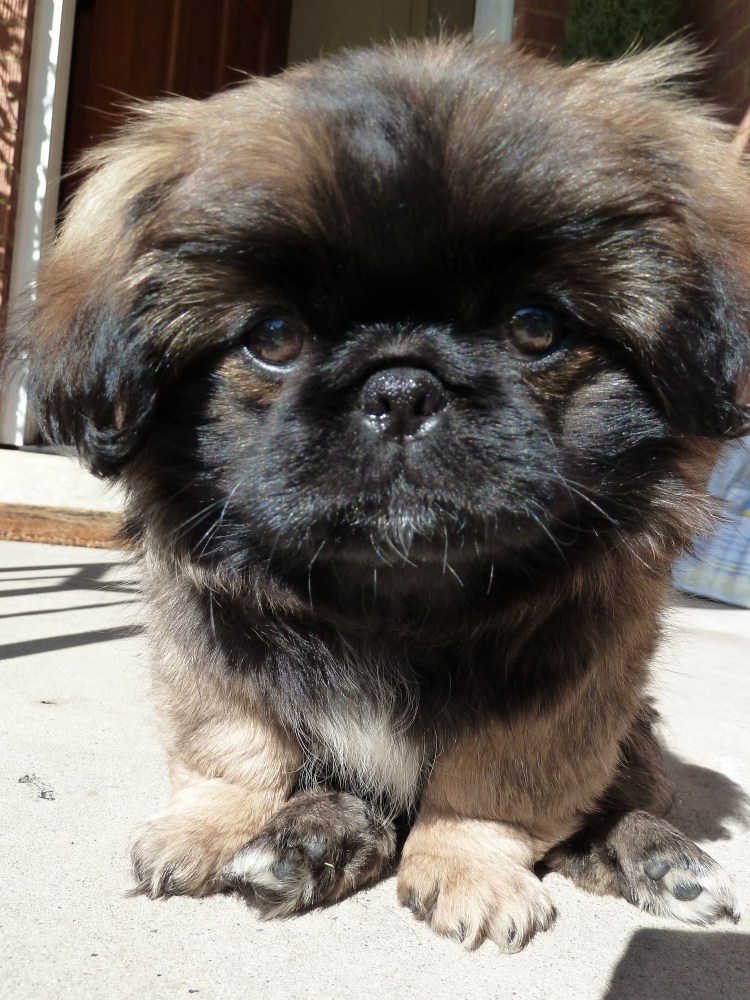 Порода собак Пекинес фото