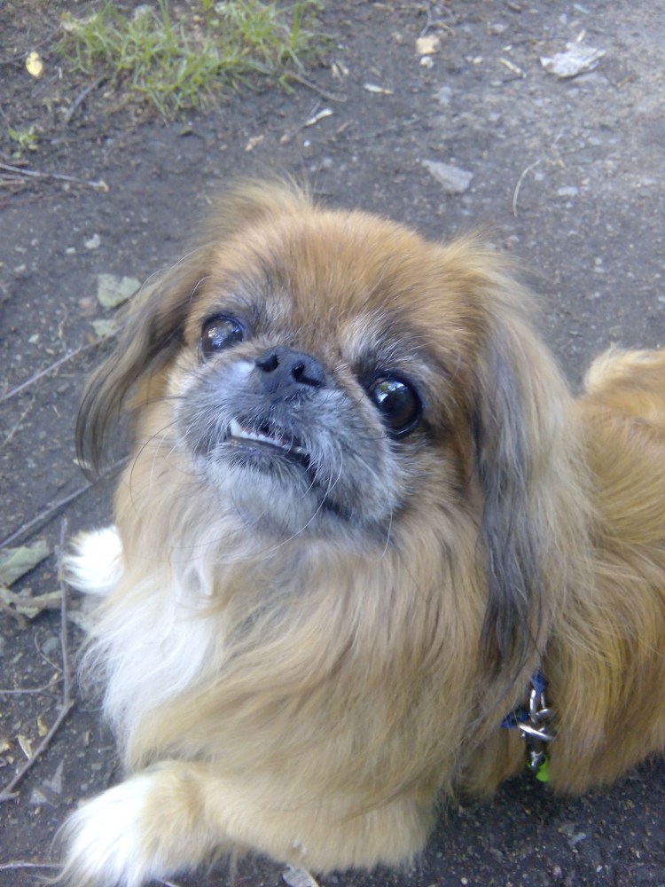 Карликовый Пекинес