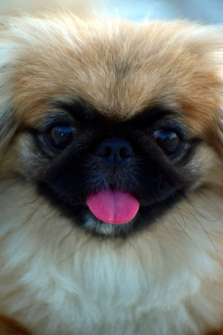 Карликовый Пекинес