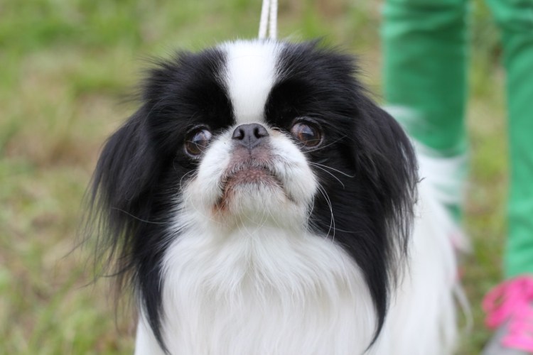 Ирландский Пекинес