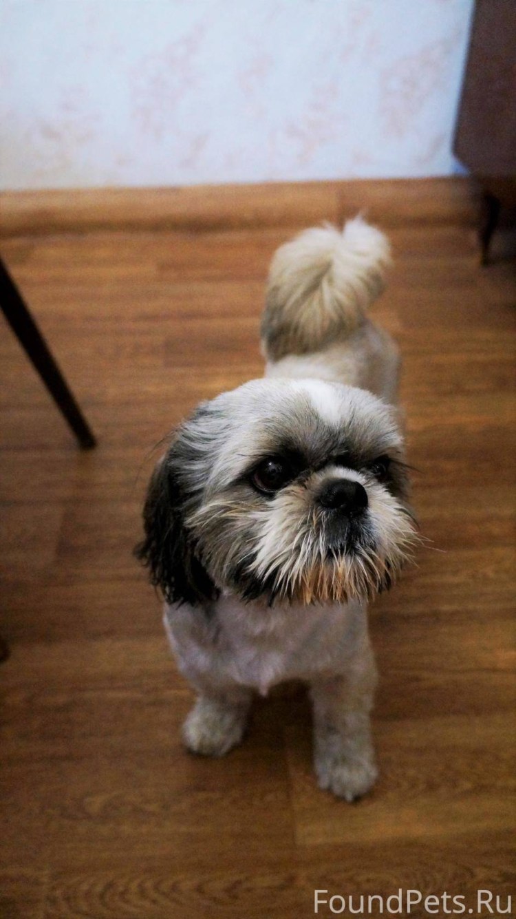 Порода собак Пекинес