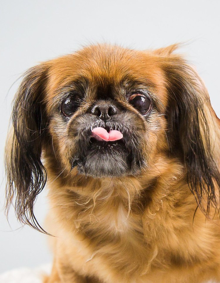 Пекинес Чапа