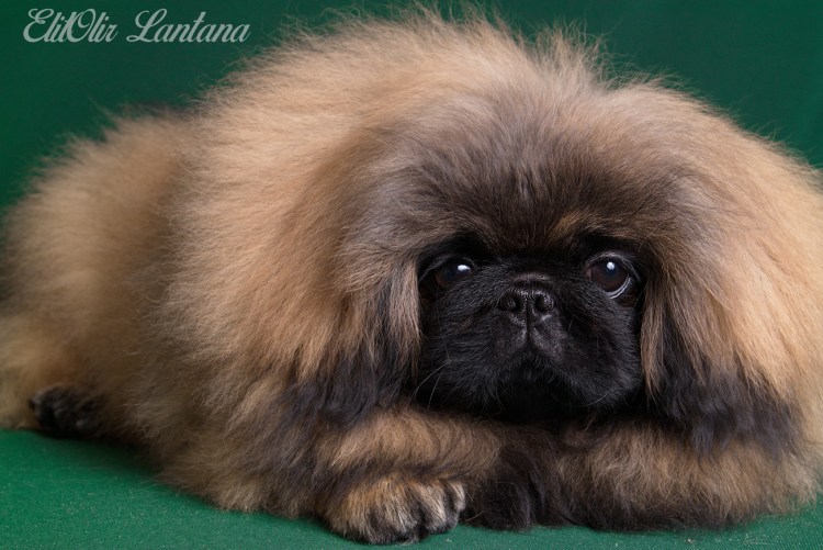 Пекинская порода собак