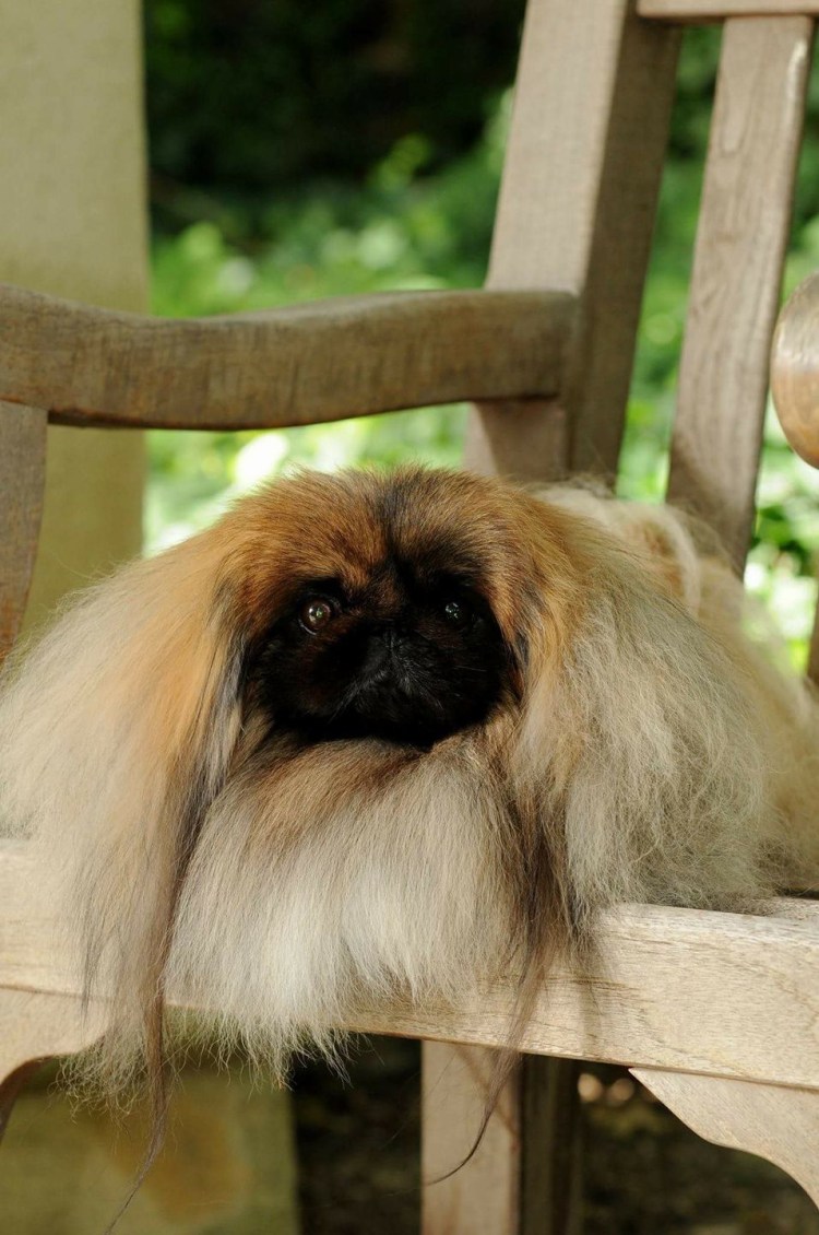 Пекинес персидский