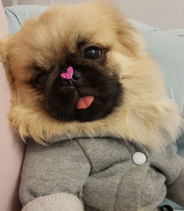 Карликовый Королевский черный Пекинес