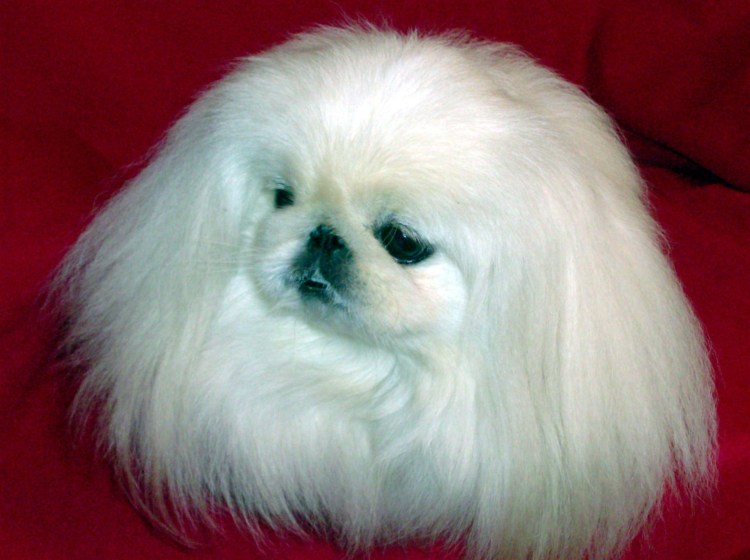 Императорский Пекинес