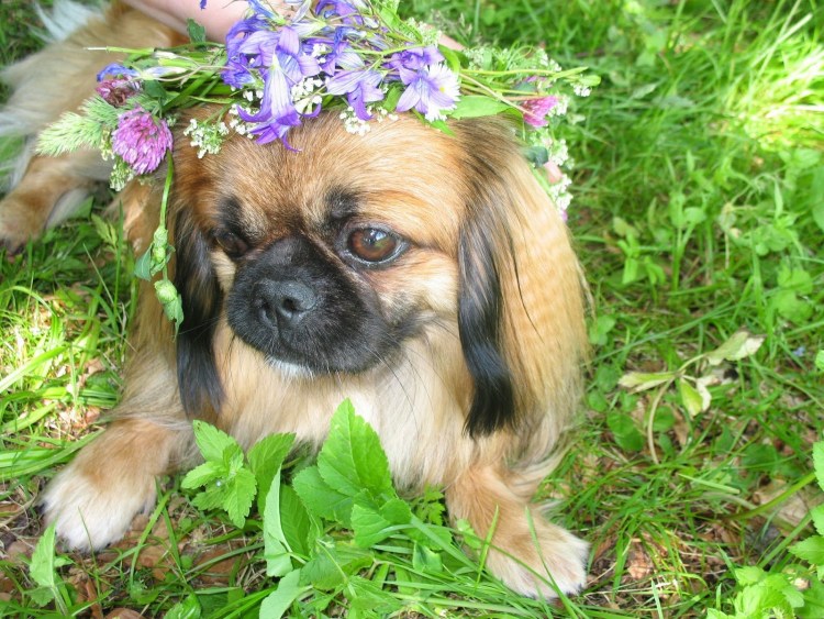 Императорский Пекинес