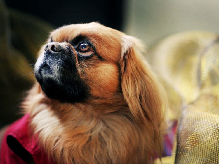 Такса Пекинес