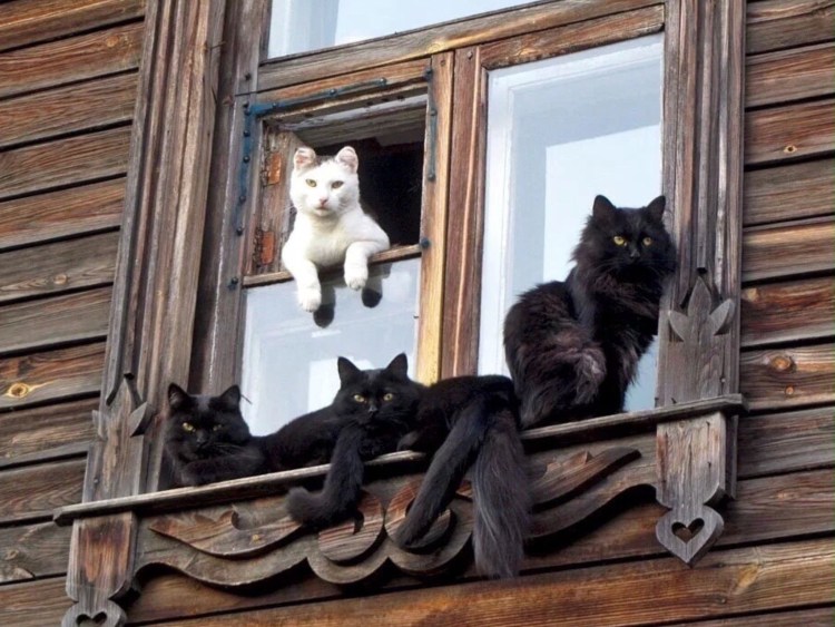 Деревенская кошка