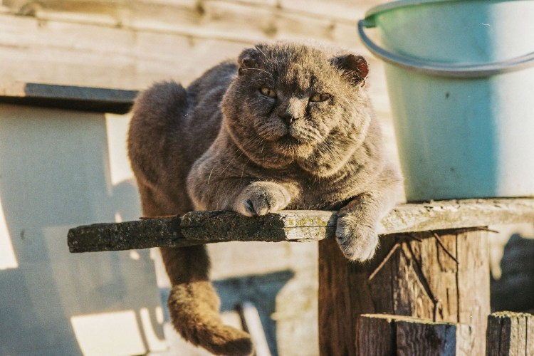 Кот деревенский матерый