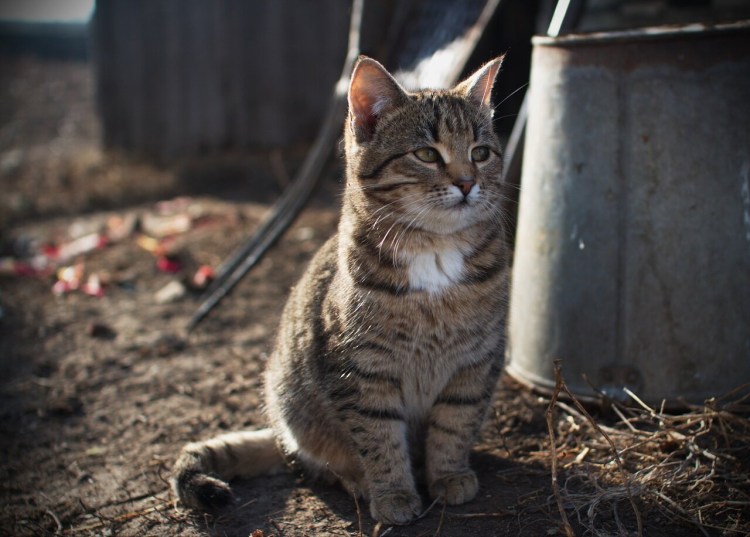 Деревенская кошка