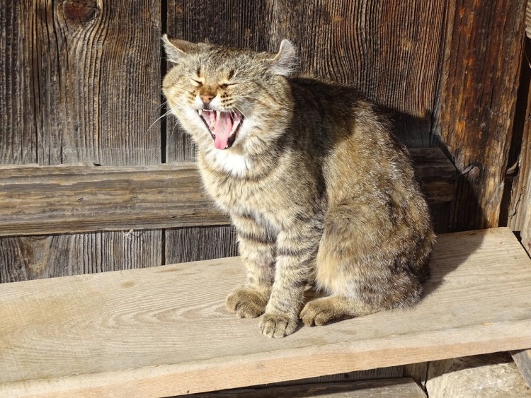 Деревенский котяра