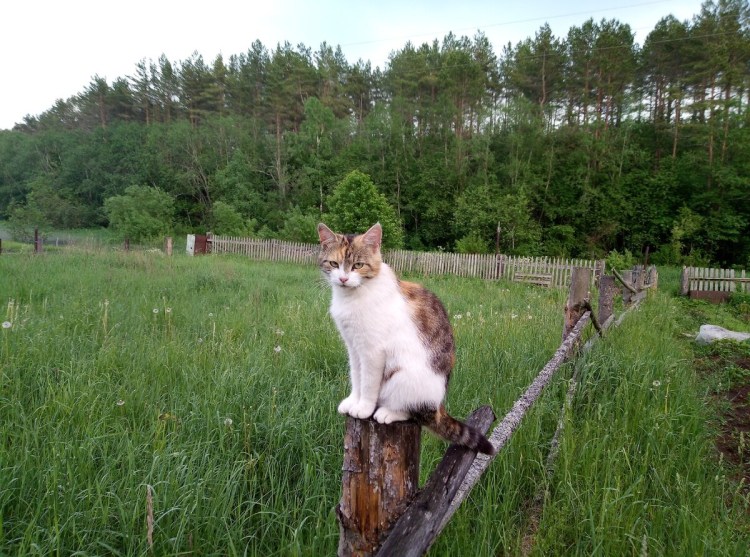 Котик в деревне летом