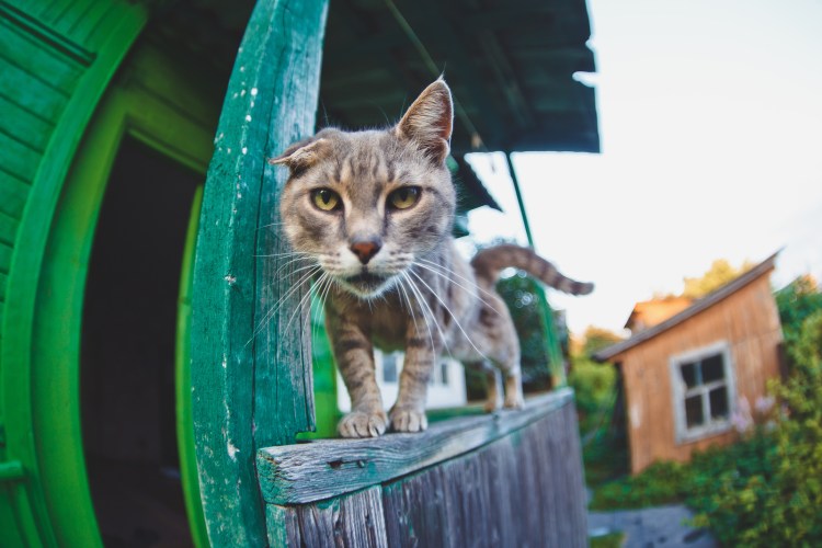 Кошка в деревне