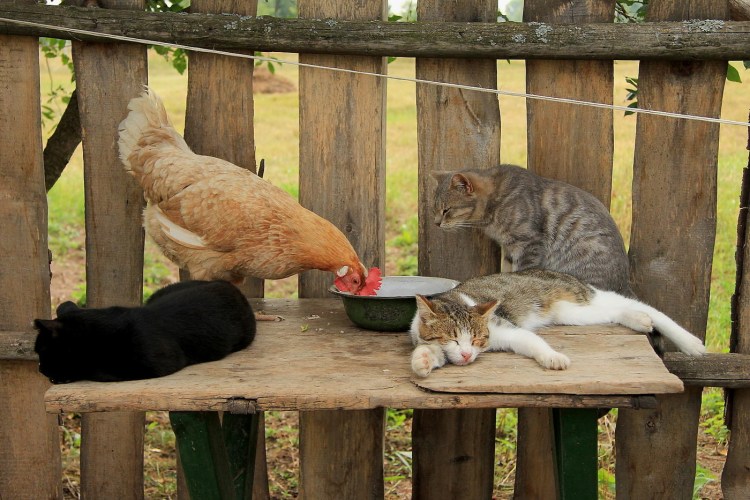 Животные в деревне