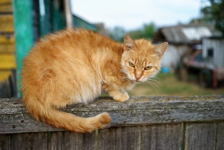 Деревенский котенок