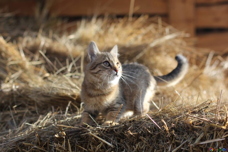 Деревенская кошка