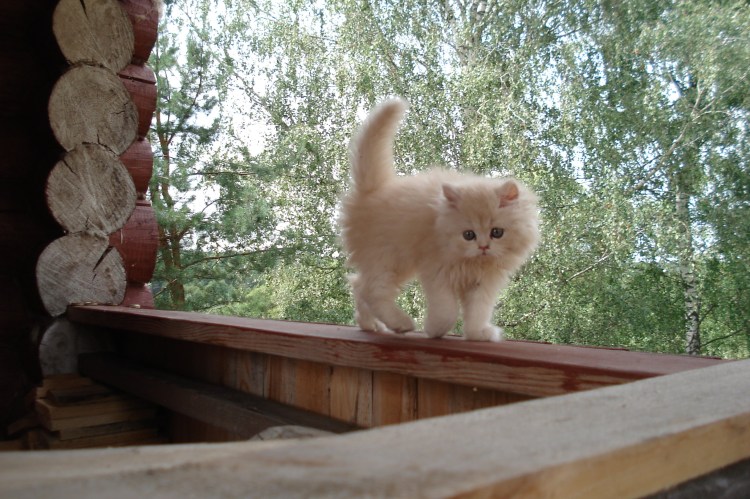 Коты Аллы Лебедевой Кошляндия